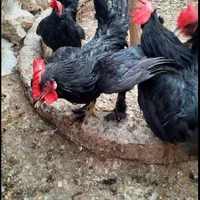 مرغ و خروس قربانی حضوری و غیرحضوری محلی ماشینی|حیوانات مزرعه|کرج, شاهین‌ویلا|دیوار