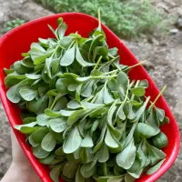 سبزی خرفه