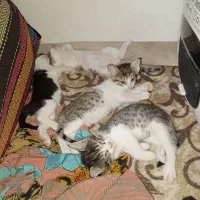 واگذاری بچه گربه