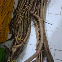 شاخه های درخت چنگل جنگلی|خدمات باغبانی و درختکاری|رشت, چله خانه|دیوار