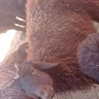 قوچ همو زیگوت دارای ژن چند قلوزایی|حیوانات مزرعه|جلگه رخ, |دیوار