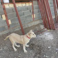 توله ماده سرابی|سگ|جعفرآباد, |دیوار