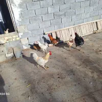 خروس بومی|حیوانات مزرعه|مبارکه, |دیوار