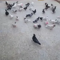 کفتر پرشی گنجه بر