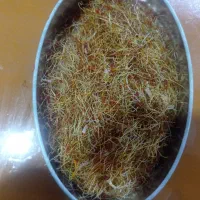 ریشه ناب زعفران