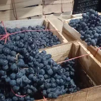 انگور دیم شانی شاهانی سردشت|خوردنی و آشامیدنی|کرج, میدان میوه و تره بار مرکزی|دیوار