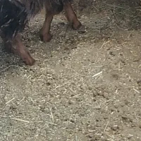 بزغاله ماده|حیوانات مزرعه|چناران, |دیوار