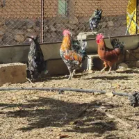 مرغ تخم گذار ۲۰عدد