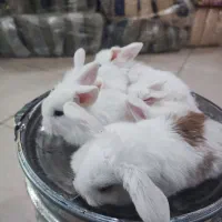 خرگوش مینی لوپ چشم آبی