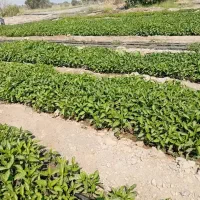 فلفل دلمه ای 7141|خوردنی و آشامیدنی|رودان, |دیوار