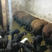 گوسفند بره دار افشار|حیوانات مزرعه|انگوران, |دیوار