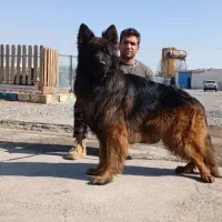 مجموعه guard dogs club توله های در عکس موجود هستن|سگ|ماهدشت, |دیوار