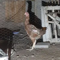 مرغ لاری افغان