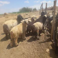 بره|حیوانات مزرعه|بربرود, |دیوار