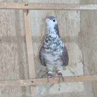 گم کردم دیشب ابناروجلتم بودن به قیمت بالا میخوام|حیوانات|سبزوار, کوی گلستان|دیوار