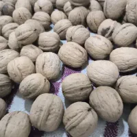 گردو تازه و خوشمزه و سفید