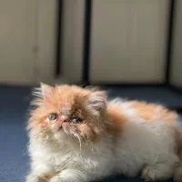 پرشین سوپرفلت دختر|گربه|شیراز, زرهی|دیوار