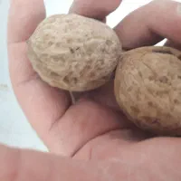 گردو پوست کاغذی درشت و امسالی|خوردنی و آشامیدنی|قم, آزادگان|دیوار