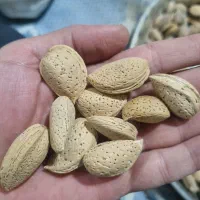 بادام دوقلو و کاغذی