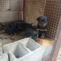 واگذاری توله روتوایلر