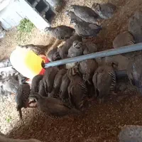 بهترین  مولد