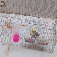 عروس هلندی نر رام|پرنده|سرپل ذهاب, |دیوار