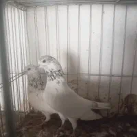 کبوتر پاکستانی|پرنده|میناب, |دیوار