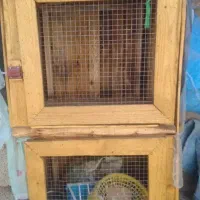 کبوتر،گنجه