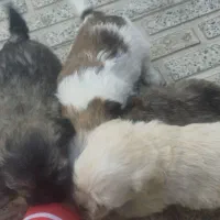 توله پاپی شیتزو|سگ|لنجان, |دیوار