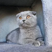 گربه|گربه|بجنورد, |دیوار
