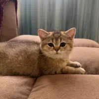 گربه بریتیش دوماهه ماده