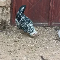 تخم مرغ گلین|حیوانات مزرعه|سمیرم, |دیوار