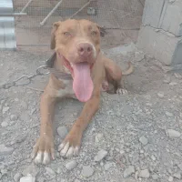 پیت بول نر ،هنوز دوساله نشده|سگ|نگار, |دیوار