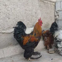 مرغ و خروس برهما جوان