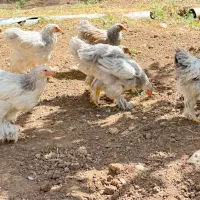 جوجه|حیوانات مزرعه|قزوین, |دیوار