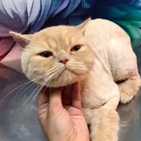 آرایشگر حیوانات اصلاح و شست و شوی سگ و گربه|خدمات آرایشگری و زیبایی|پردیس, فاز ۱۱|دیوار