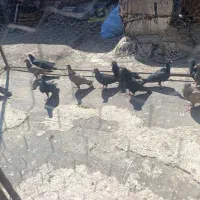 کبوتر یا کفتر|پرنده|شیراز, نصر|دیوار
