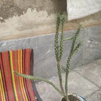 کاکتوس