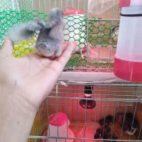 حراج جوجه گلین عشایری زیر مرغی سینه سوزنی 24روزه|حیوانات مزرعه|بومهن, |دیوار