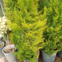 باغبانی و سمپاشی در سراسر تهران|خدمات باغبانی و درختکاری|تهران, سید خندان (جلفا)|دیوار