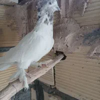 کبوتر|پرنده|مبارکه, |دیوار