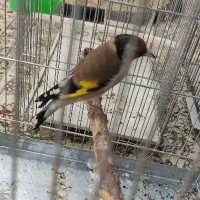 هشت تا سهره نر بخون و ریزه خون،ماهشهر