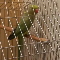 طوطی ملنگوفروشی