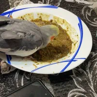 گمشده عروس هلندی محدوده یافت اباد