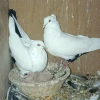 جفت دم سیاه پاک با جوجه