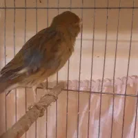 قناری نر و ماده