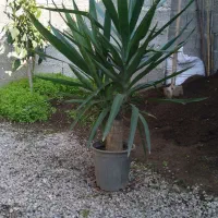 فروش گل یوگا