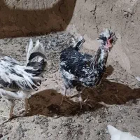 خروس|حیوانات مزرعه|خمینی‌شهر, |دیوار