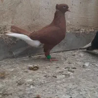 ماده سرخ دم پاک