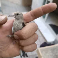 جوجه سره نر یک وجبی
